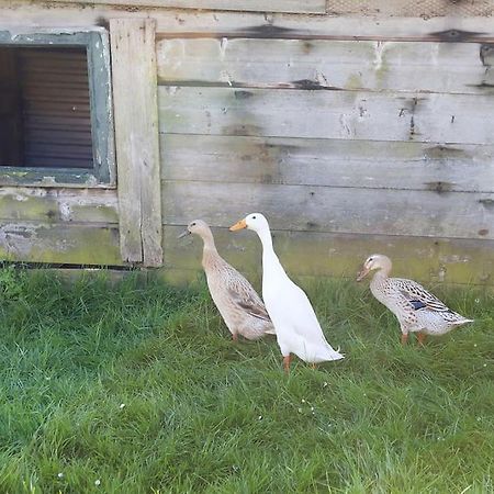 Grijpskerkseweg 3 Voorhuis 东卡佩勒 外观 照片